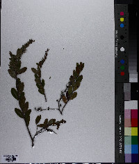 Chamaedaphne calyculata image