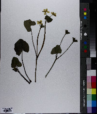 Caltha palustris image