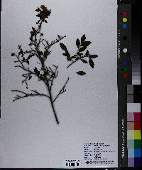 Vaccinium angustifolium image