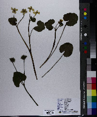 Caltha palustris image