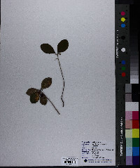 Gaultheria procumbens image