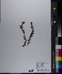 Vaccinium macrocarpon image