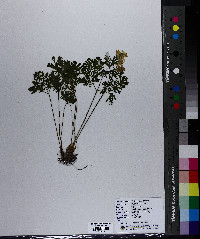 Dicentra cucullaria image