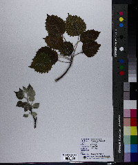 Populus grandidentata image