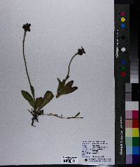 Hieracium aurantiacum image