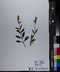 Silene latifolia image