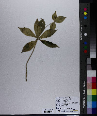 Medeola virginiana image