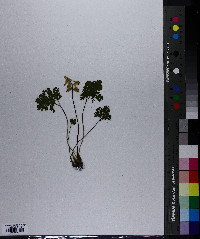 Dicentra cucullaria image