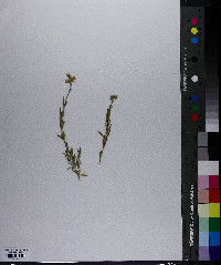 Cerastium arvense image