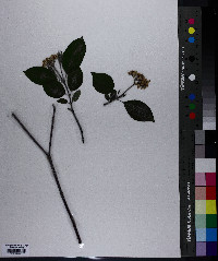 Cornus sericea subsp. sericea image