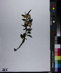 Prunus pensylvanica image