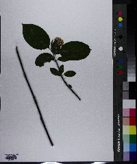 Cornus sericea subsp. sericea image