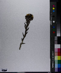 Lithospermum canescens image