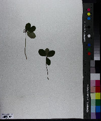 Gaultheria procumbens image