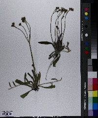 Hieracium caespitosum image