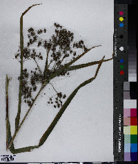 Scirpus expansus image