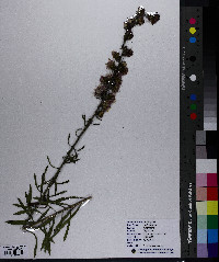 Liatris aspera image