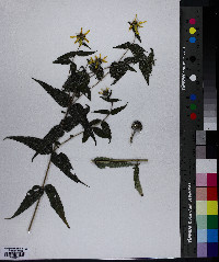 Helianthus divaricatus image