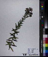 Symphyotrichum novae-angliae image