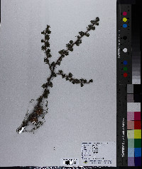 Larix laricina image