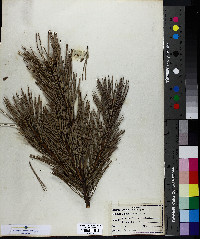 Pinus sylvestris image