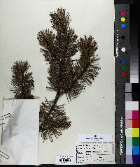 Pinus banksiana image