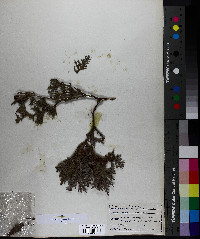 Thuja occidentalis image