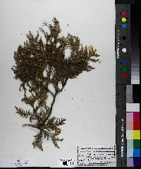 Thuja occidentalis image