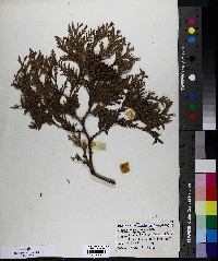 Thuja occidentalis image