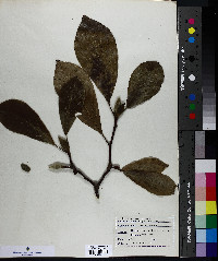 Magnolia soulangeana image