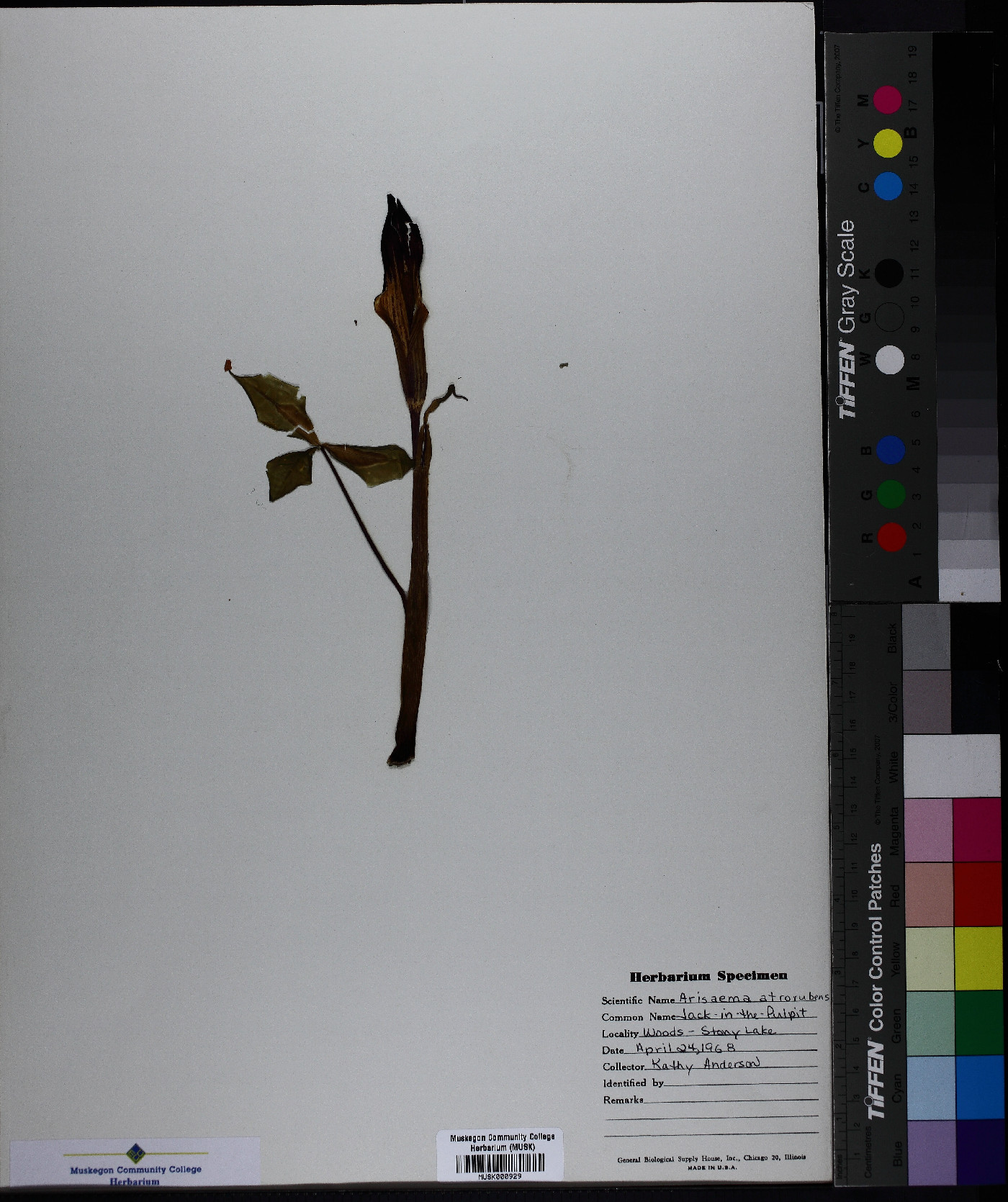 Arisaema atrorubens image