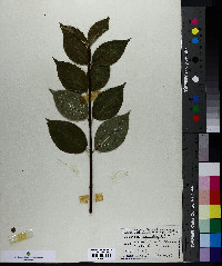 Philadelphus grandiflorus image