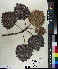 Populus grandidentata image