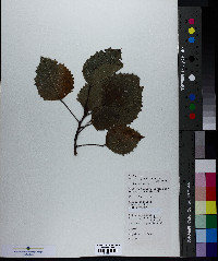 Populus grandidentata image