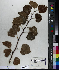 Populus nigra image