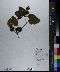 Viola pensylvanica image