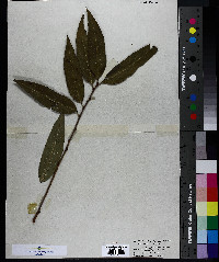 Prunus persica image