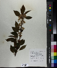 Prunus pensylvanica image