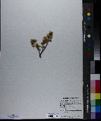 Amelanchier humilis image