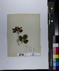 Rubus canadensis image