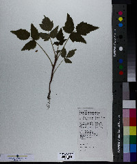 Rubus occidentalis image