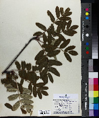 Sorbus americana image