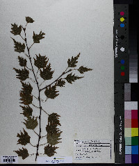 Betula papyrifera image