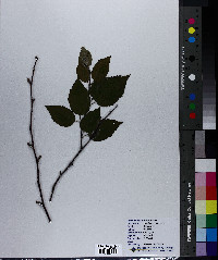 Betula alleghaniensis image