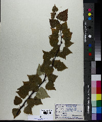 Betula papyrifera image