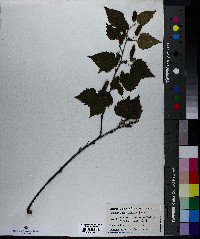 Betula papyrifera image