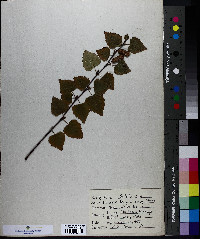 Betula papyrifera image