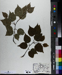 Betula papyrifera image