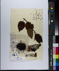 Betula papyrifera image