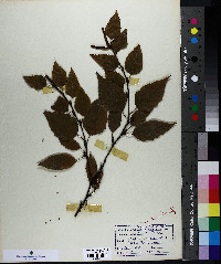 Betula papyrifera image